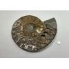 Ammonite, Cleoniceras Cleon – 11″ x 9″ Prehistoric Online