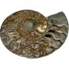 Ammonite, Cleoniceras Cleon – 11″ x 9″ Prehistoric Online