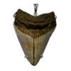 Megalodon Fossil Shark Tooth Pendant- Sterling Silver Prehistoric Online