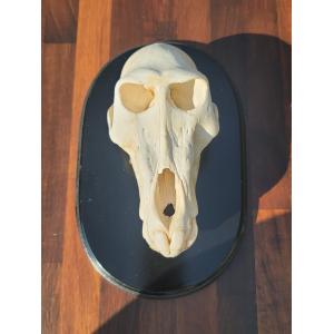 Baboon Skull, Very Rare Male Prehistoric Online