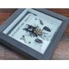 Steampunk Exploded Stag Beetle, RARE Prehistoric Online