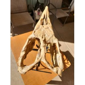 Mosasaurus skull with teeth Prehistoric Online