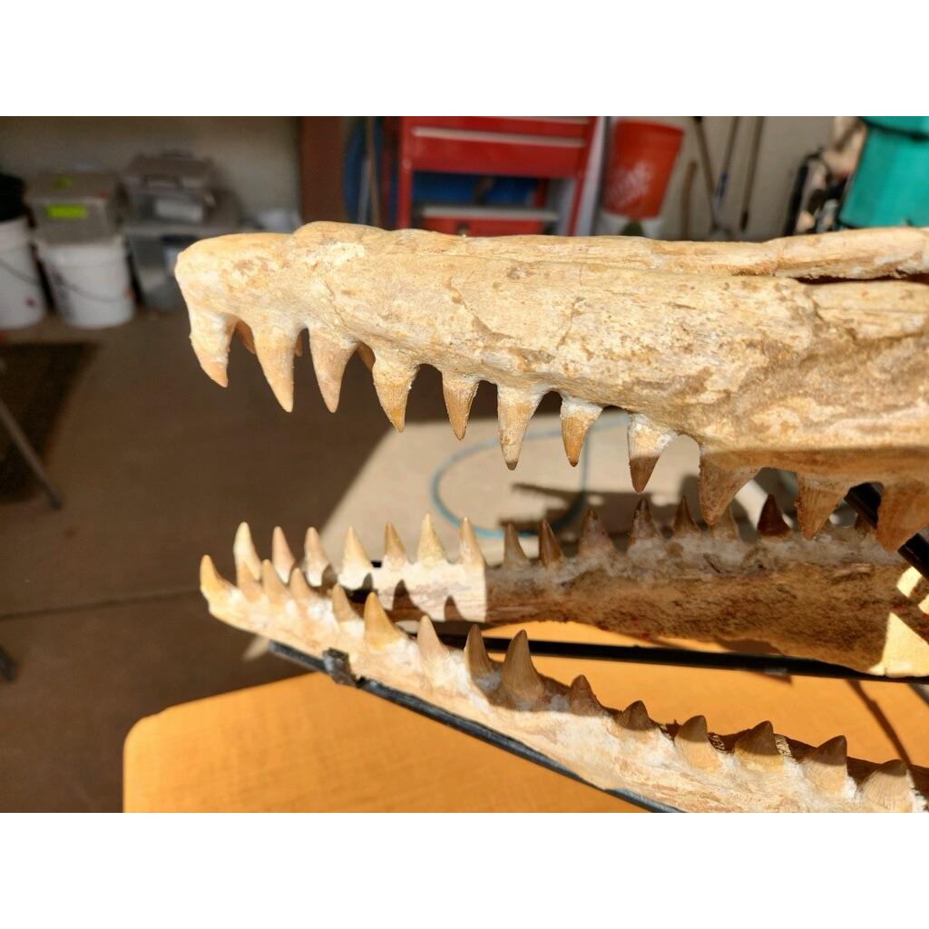 Mosasaurus skull with teeth, Custom iron stand Prehistoric Online