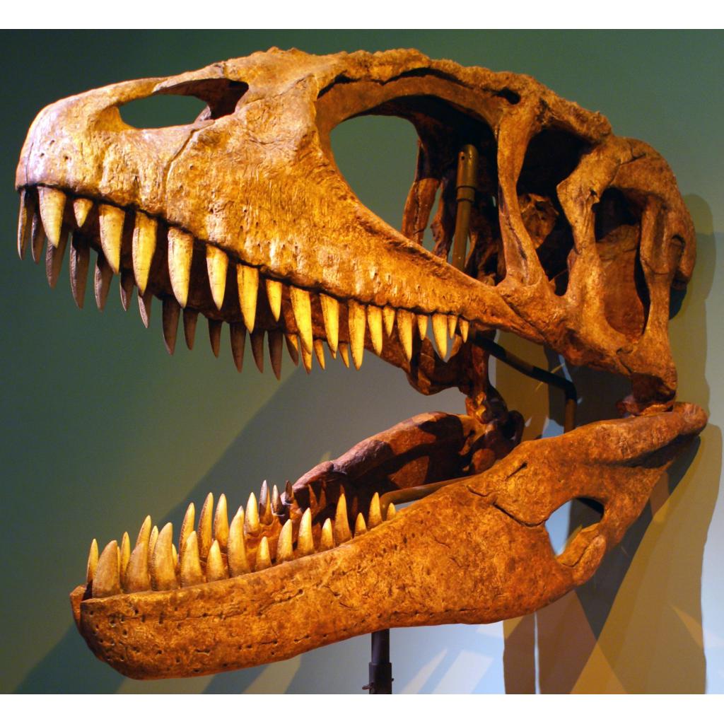 Carcharodontosaurus dinosaur tooth, Morocco Prehistoric Online