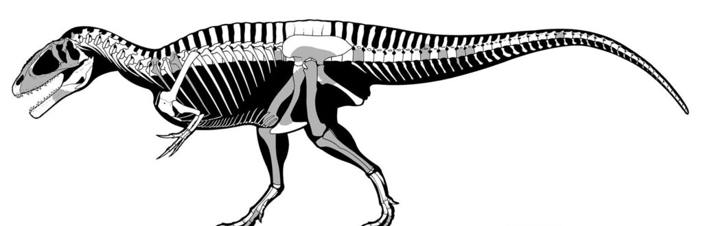 Carcharodontosaurus dinosaur tooth, Morocco