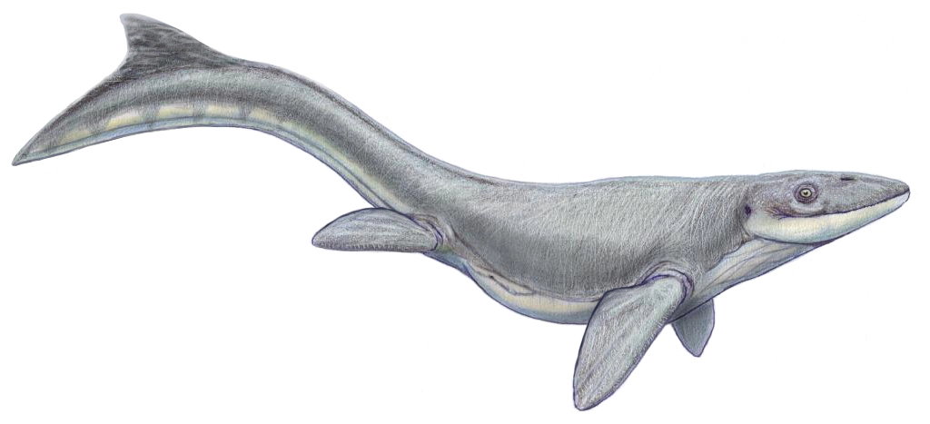 This is a picture which is an artistic rendition of what a Prognathodon looked like when it was alive.