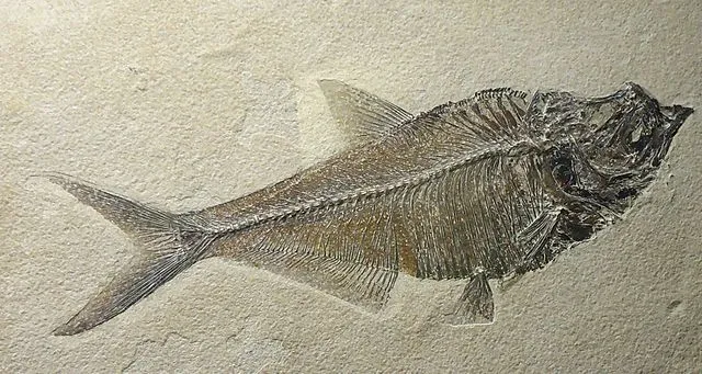 This is a picture of a Diplomystis fossil fish imprint, found in Wyoming.
