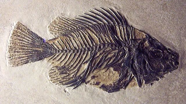 This is a picture of a Priscacara Clivosa fossil fish that was found in Wyoming.