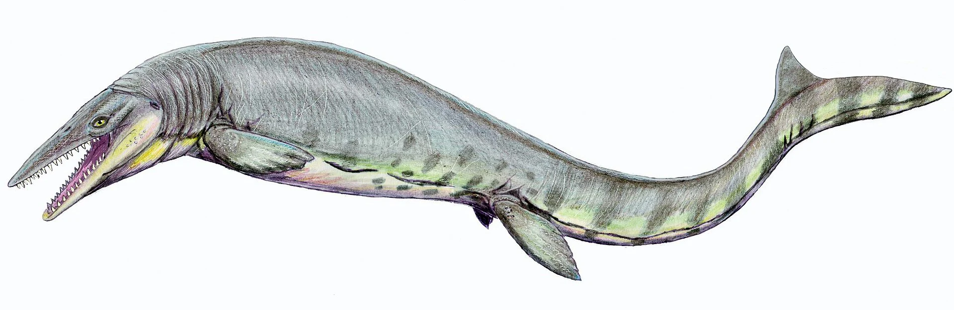This is a picture which is an artistic rendition of what a Tylosaurus looked like when it was alive.
