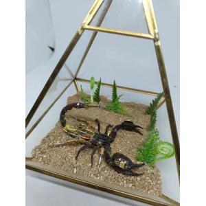 Steampunk Scorpion, Egyptian Pyramid Prehistoric Online