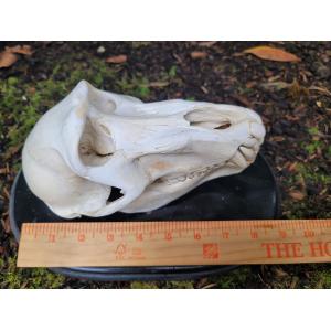 Baboon Skull, Very Rare Male Prehistoric Online