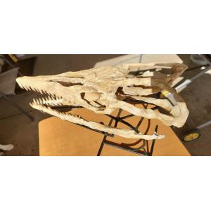 Mosasaurus skull with teeth Prehistoric Online
