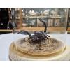 Steampunk Insect Scorpion Prehistoric Online
