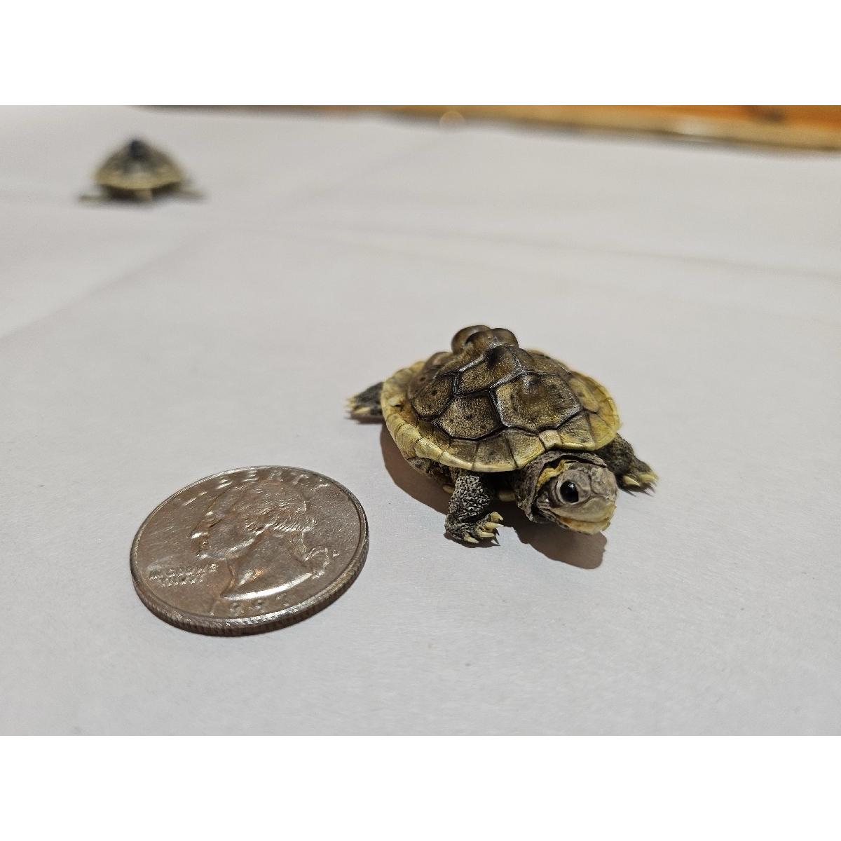 Turtle Taxidermy, Diamondback Terrapin Prehistoric Online