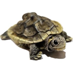Turtle Taxidermy, Diamondback Terrapin Prehistoric Online