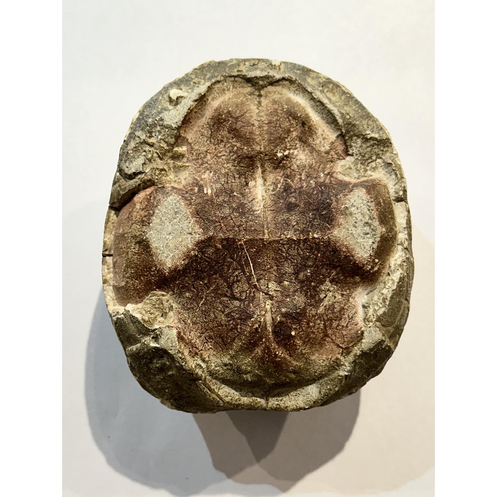 Turtle Fossil, South Dakota Prehistoric Online