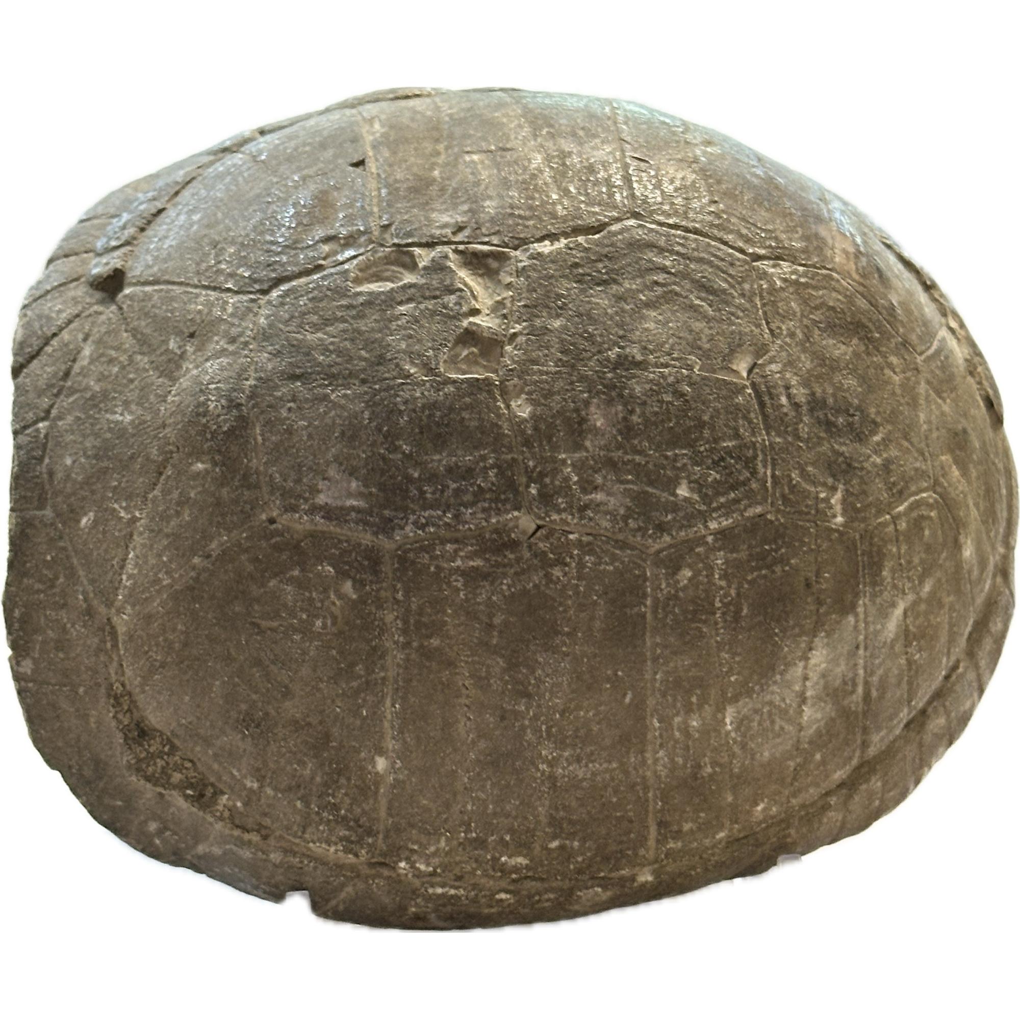 Turtle Fossil, South Dakota Prehistoric Online