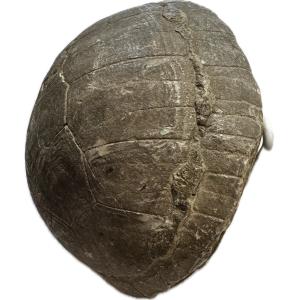 Fossil Turtle Shell