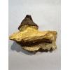 Basilosaurus whale tooth, Rooted Prehistoric Online