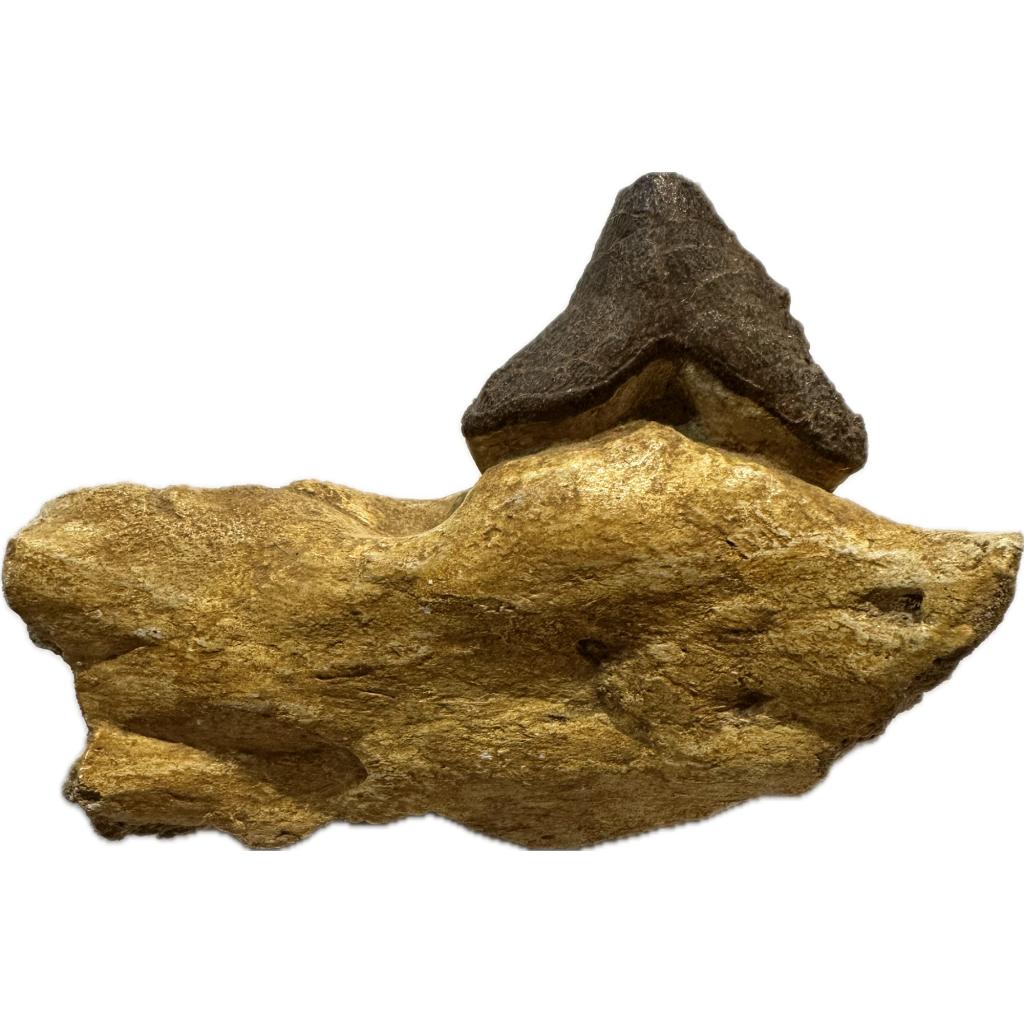 Basilosaurus whale tooth, Incisor Prehistoric Online