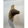Basilosaurus whale tooth, Incisor Prehistoric Online