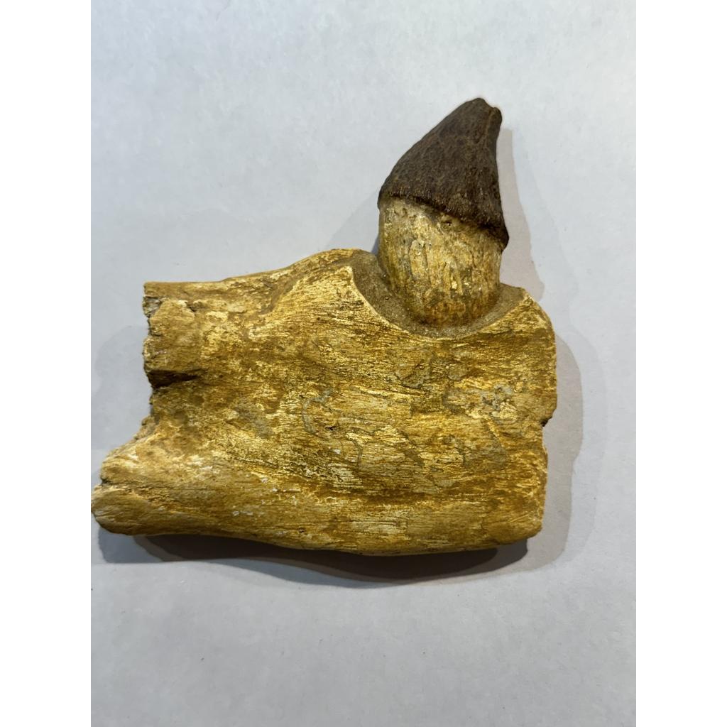 Basilosaurus whale tooth, Rooted Prehistoric Online
