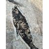 Fish mortality plate fossil, Wyoming Prehistoric Online