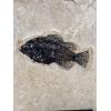 Priscacara fish fossil, Wyoming Prehistoric Online