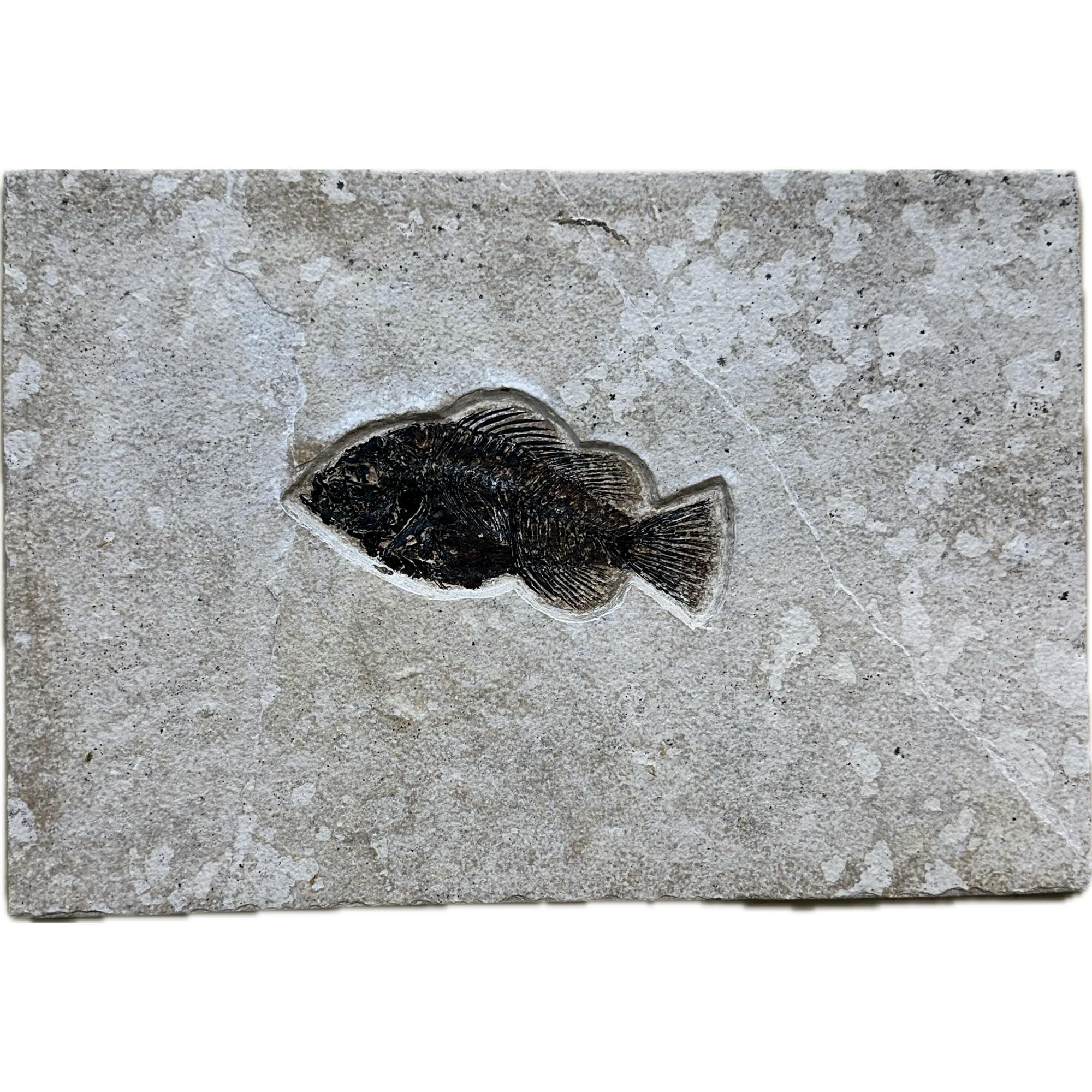 Priscacara fish fossil, Wyoming Prehistoric Online