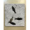 Fish mortality plate fossil, Wyoming Prehistoric Online