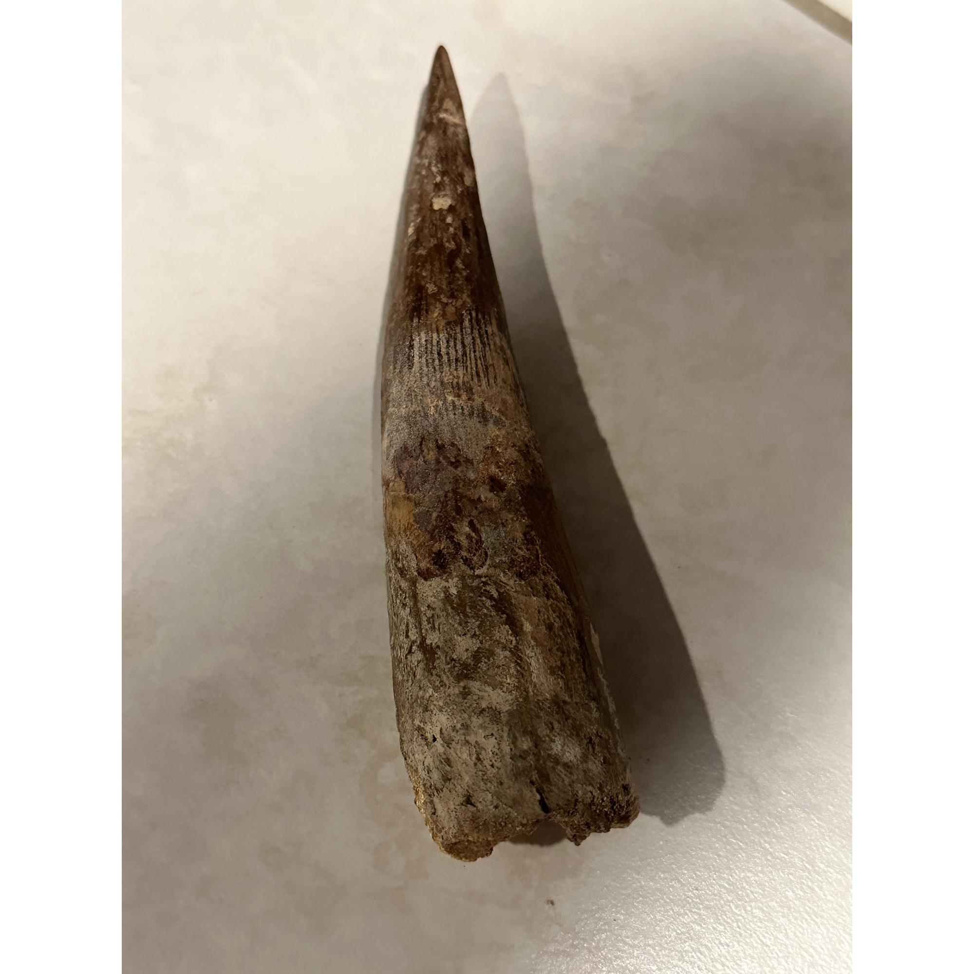 Spinosaurus Tooth, 6 1/2 inch Moroccan fossil Prehistoric Online