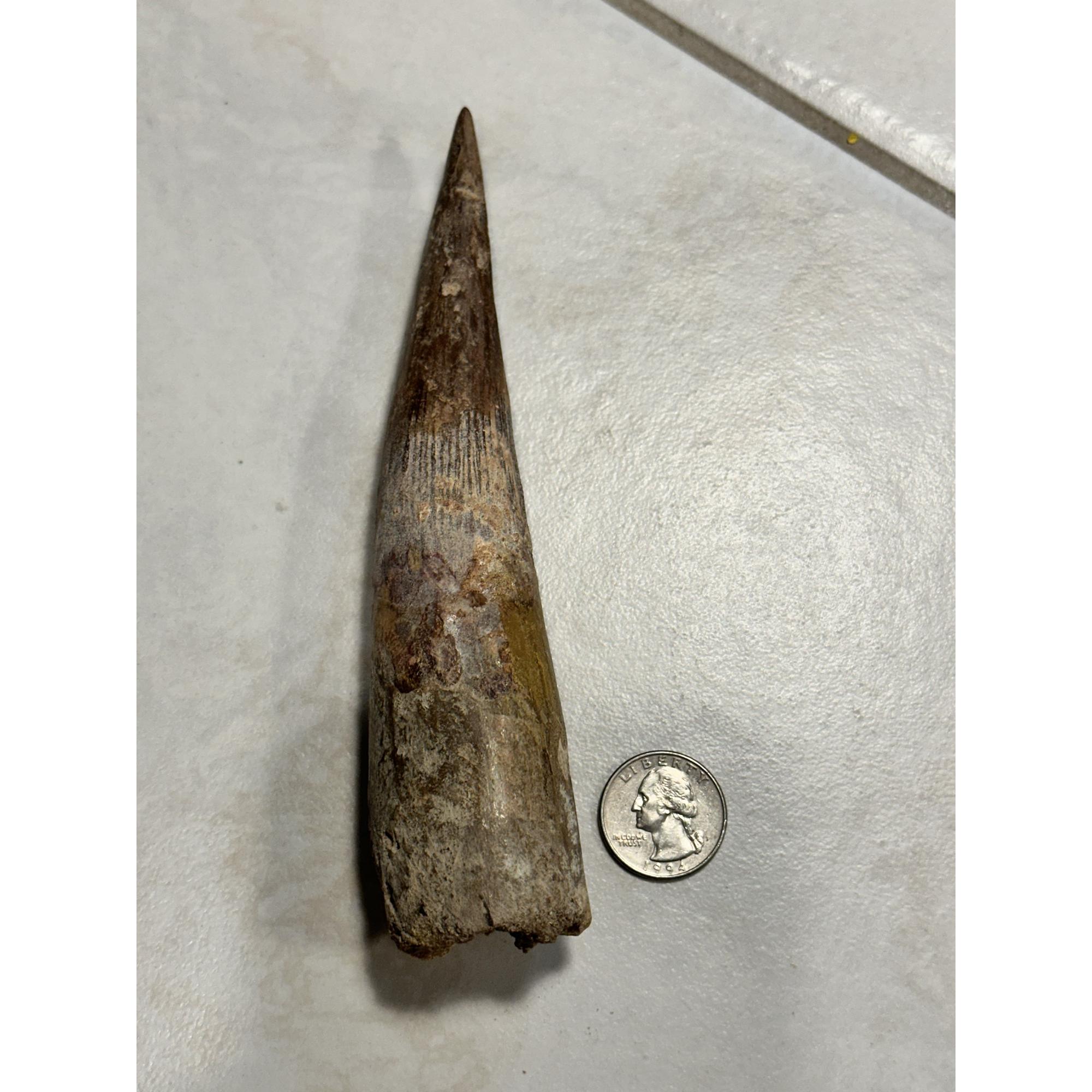 Spinosaurus Tooth, 6 1/2 inch Moroccan fossil Prehistoric Online