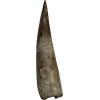 This is a picture of a professionally prepared Spinosaurus tooth from Morocco.