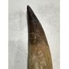 Spinosaurus Tooth, Morocco, Largest 6 1/2 collector specimen Prehistoric Online