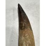 Spinosaurus Tooth, Morocco, Largest 6 1/2 collector specimen Prehistoric Online