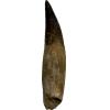 huge spinosaurus tooth with massive root