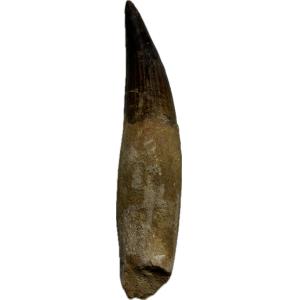 huge spinosaurus tooth with massive root