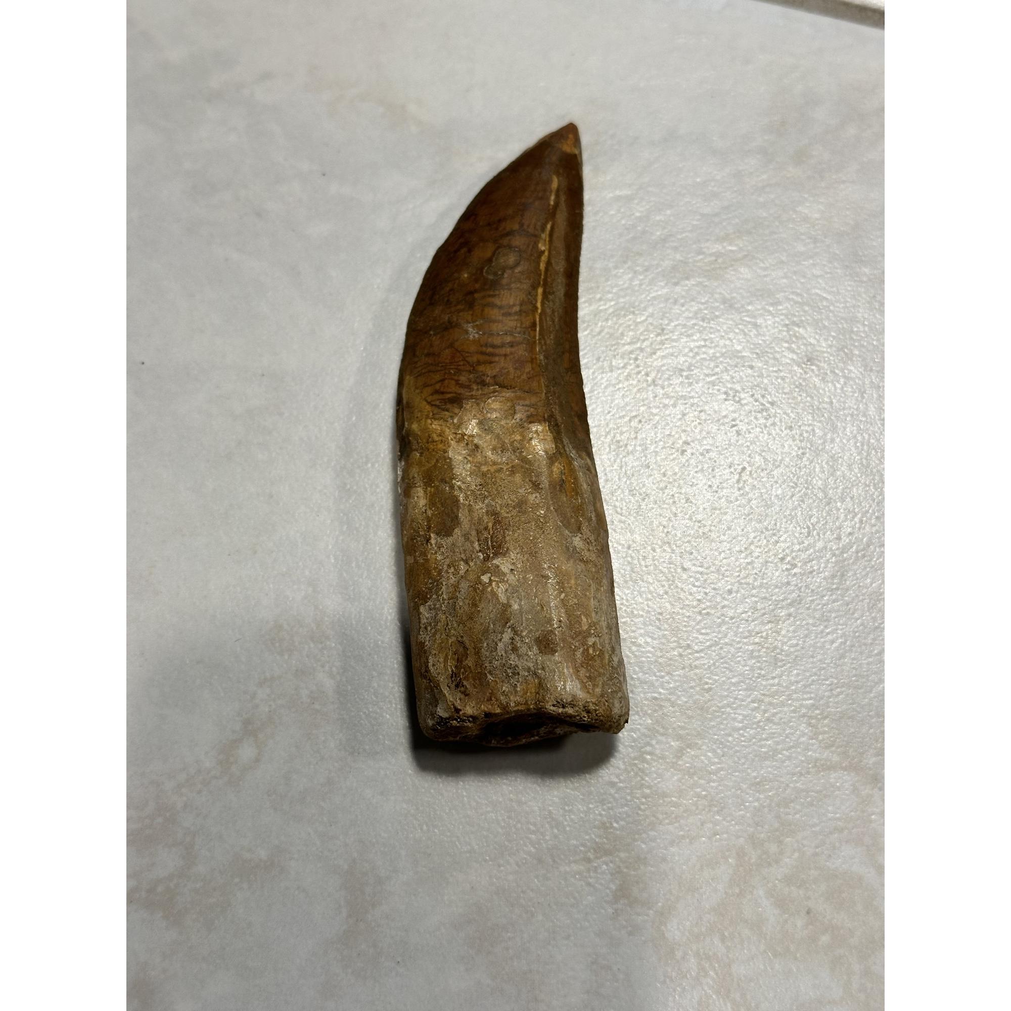 Carcharodontosaurus tooth,  Morocco Prehistoric Online