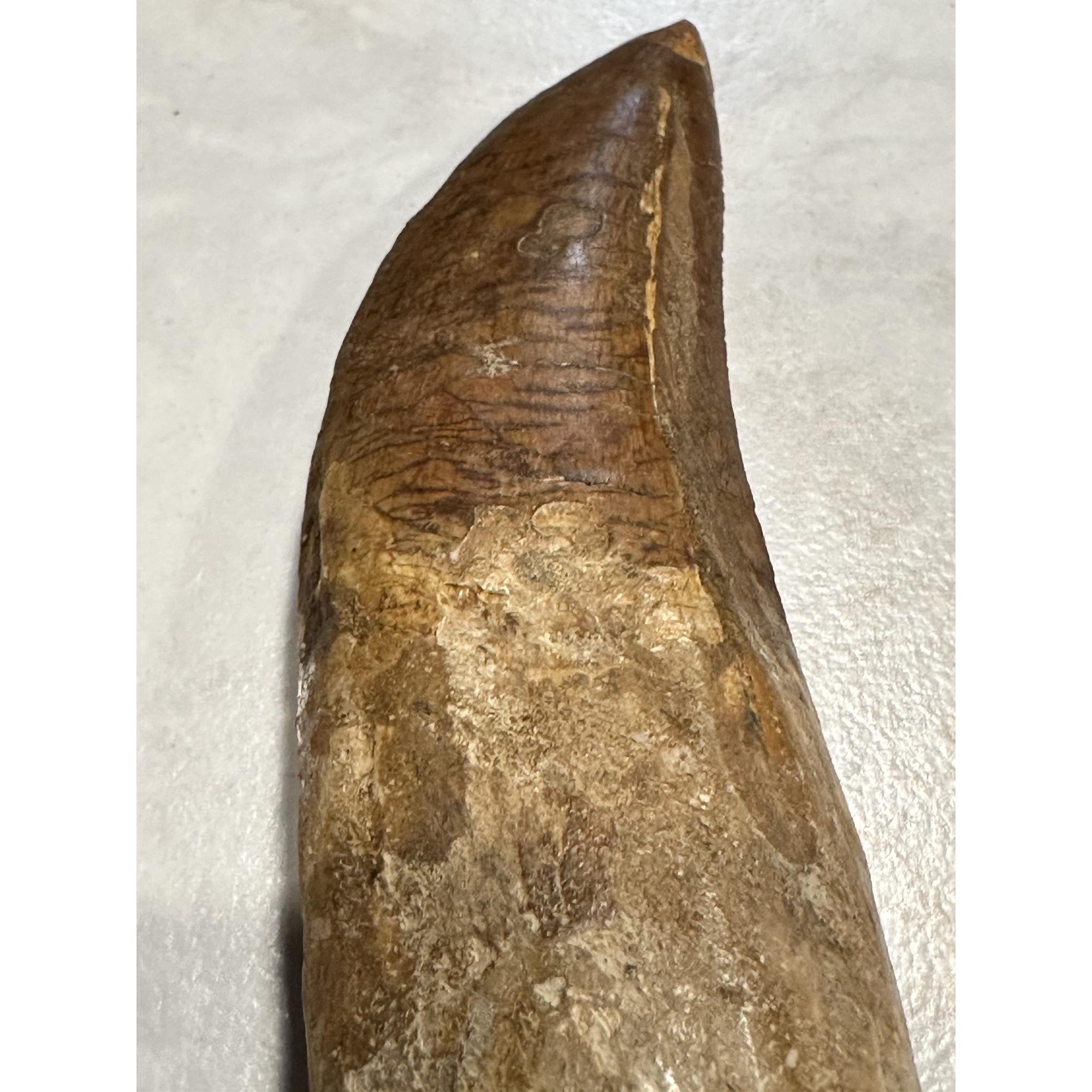 Carcharodontosaurus tooth,  Morocco Prehistoric Online