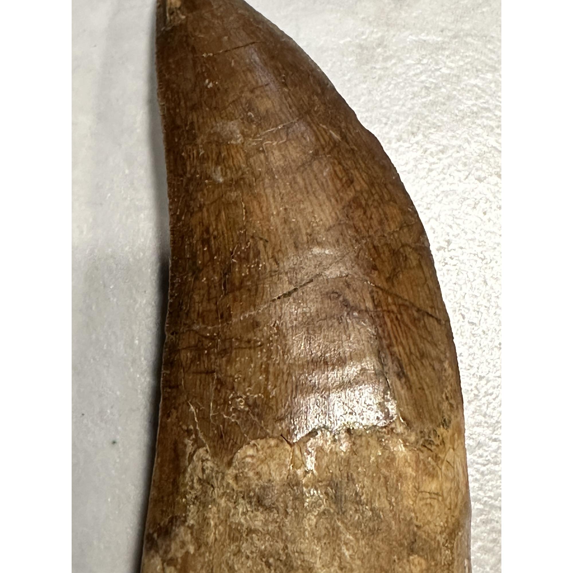 Carcharodontosaurus tooth, Morocco, Massive 5 1/2 inch Prehistoric Online