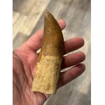 Carcharodontosaurus tooth, Morocco, Massive 5 1/2 inch Prehistoric Online