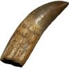 Carcharodontosaurus tooth with root, exceptional quality