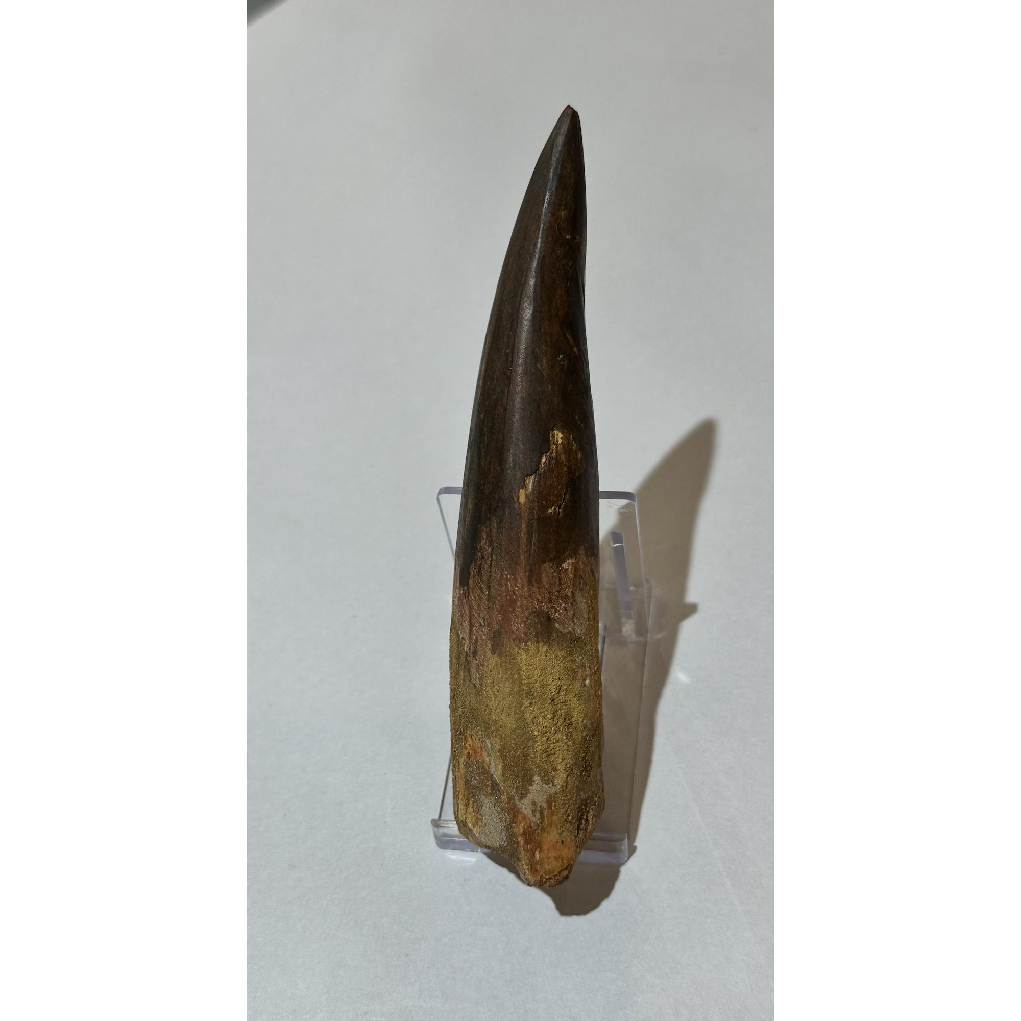 Spinosaurus Tooth, Huge 5 3/8 inch, Moroccan Prehistoric Online
