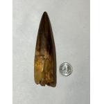 Spinosaurus Tooth, Huge 5 3/8 inch, Moroccan Prehistoric Online