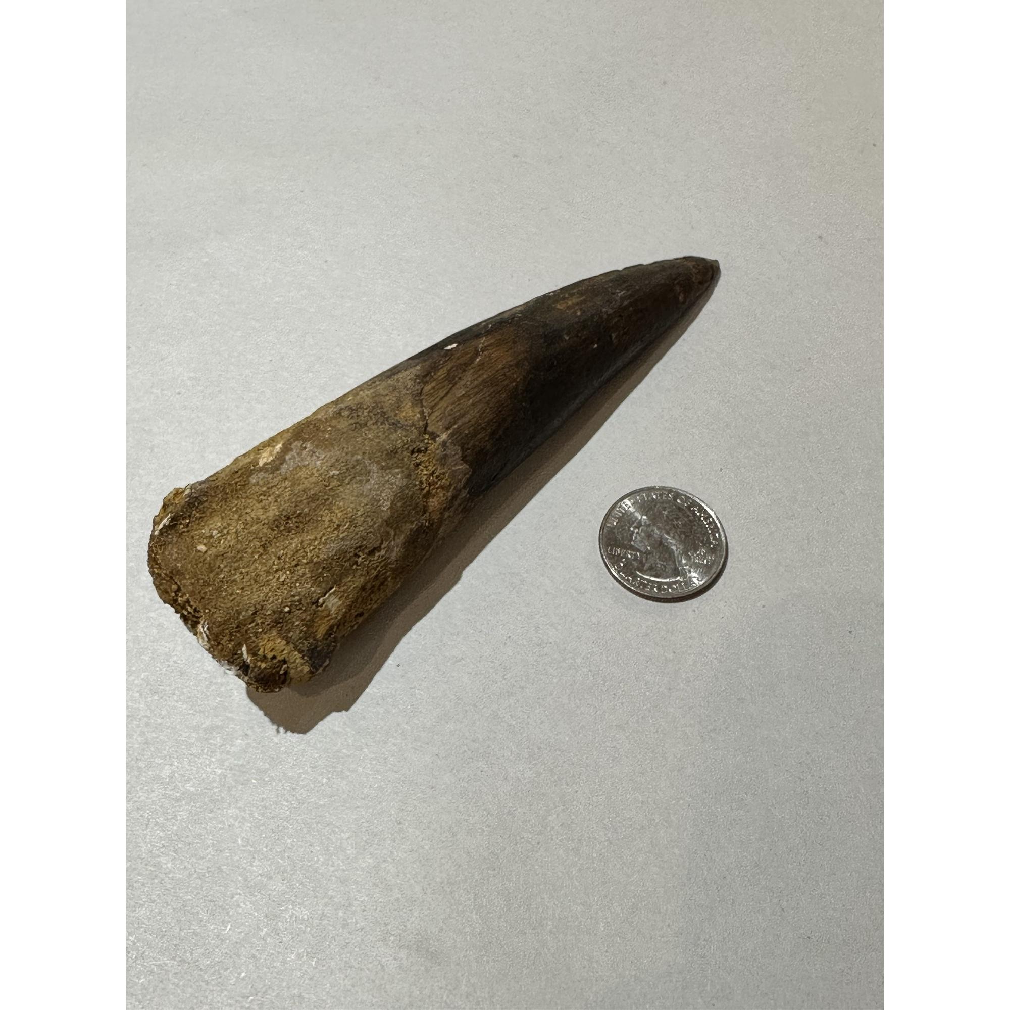 Spinosaurus Tooth, Morocco, Huge 5 3/8 inch Prehistoric Online