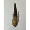 Spinosaurus Tooth, Morocco, Huge 5 3/8 inch Prehistoric Online