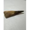 Spinosaurus Tooth, 5 5/8 inch, Morocco Prehistoric Online