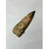 Spinosaurus Tooth, Morocco, Monster 5 3/4 inches Prehistoric Online