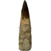Spinosaurus Tooth, Morocco, Monster 5 3/4 inches Prehistoric Online