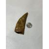 Carcharodontosaurus tooth, 4 1/4 inch beauty Prehistoric Online